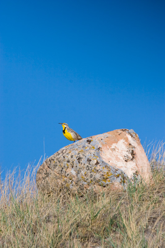 Western Meadowlark On Rock